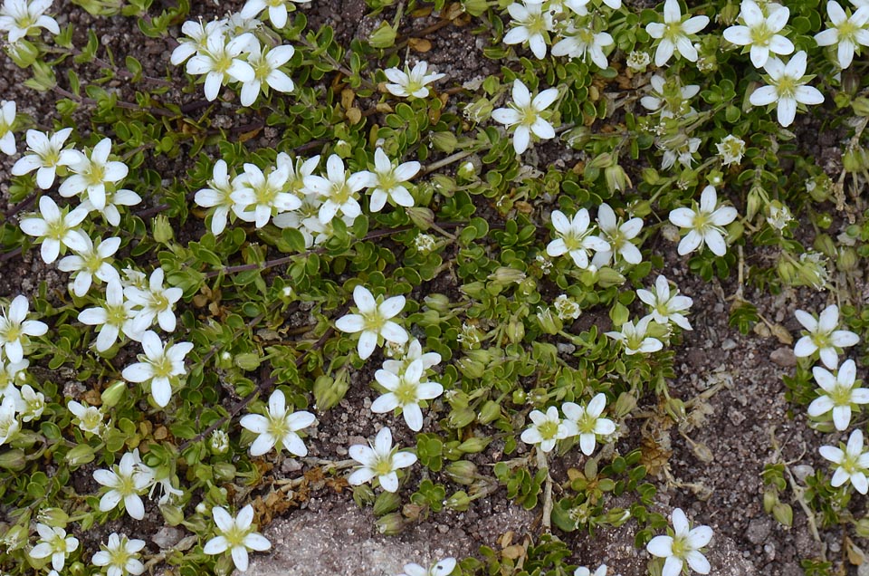 Arenaria biflora L. / Arenaria biflora
